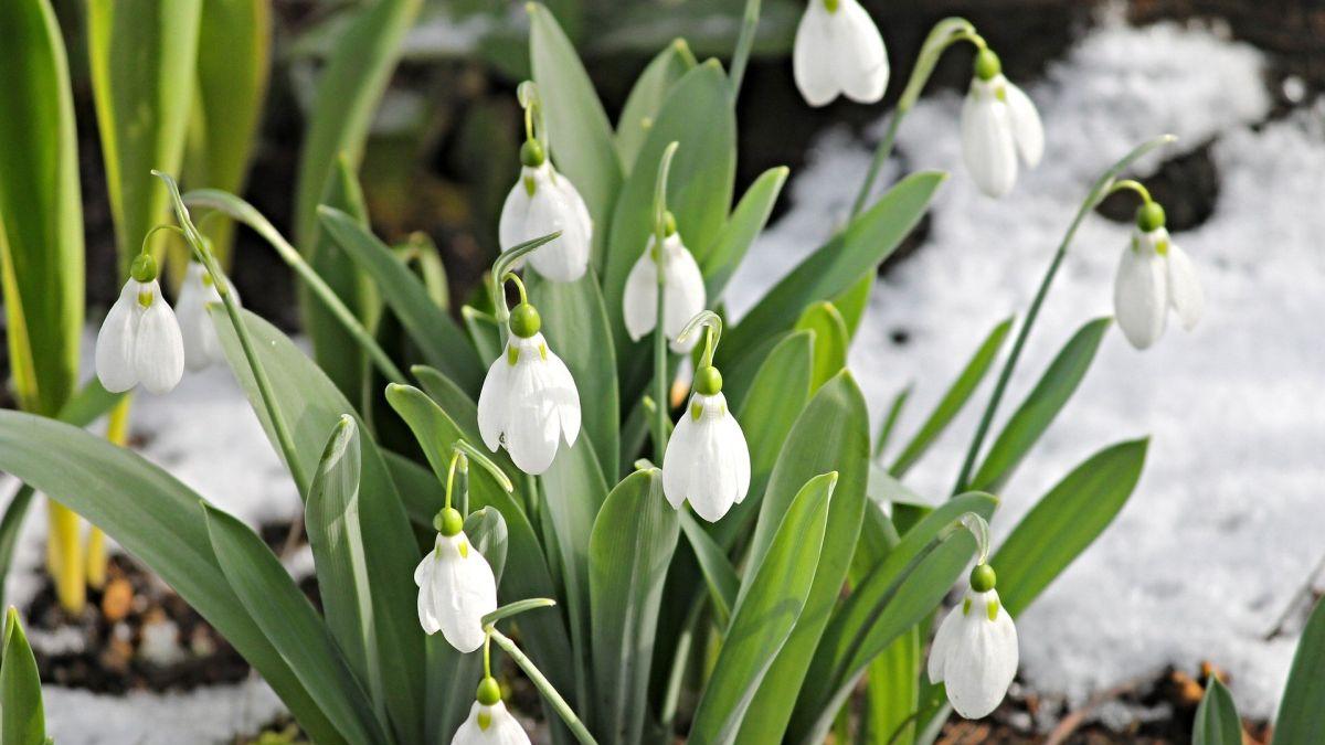 Prognoza meteo 22 martie - 19 aprilie. Când scăpăm de ninsori și frig