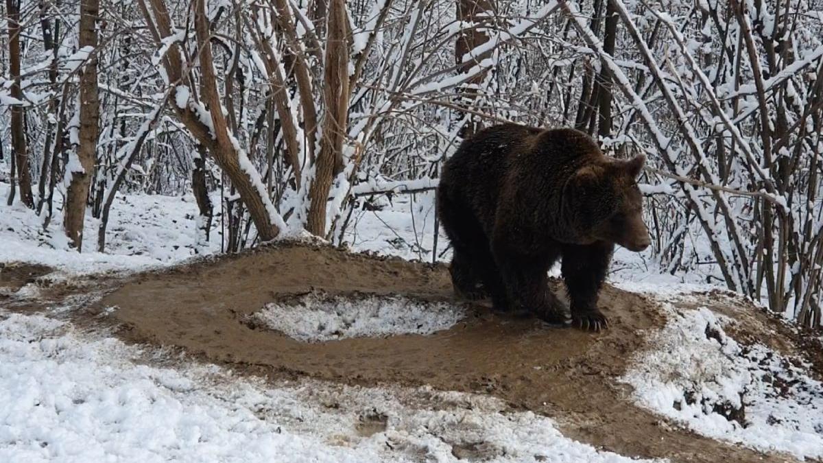 Un bărbat din Harghita a fost atacat de un urs lângă sat și a ajuns cu răni grave la spital