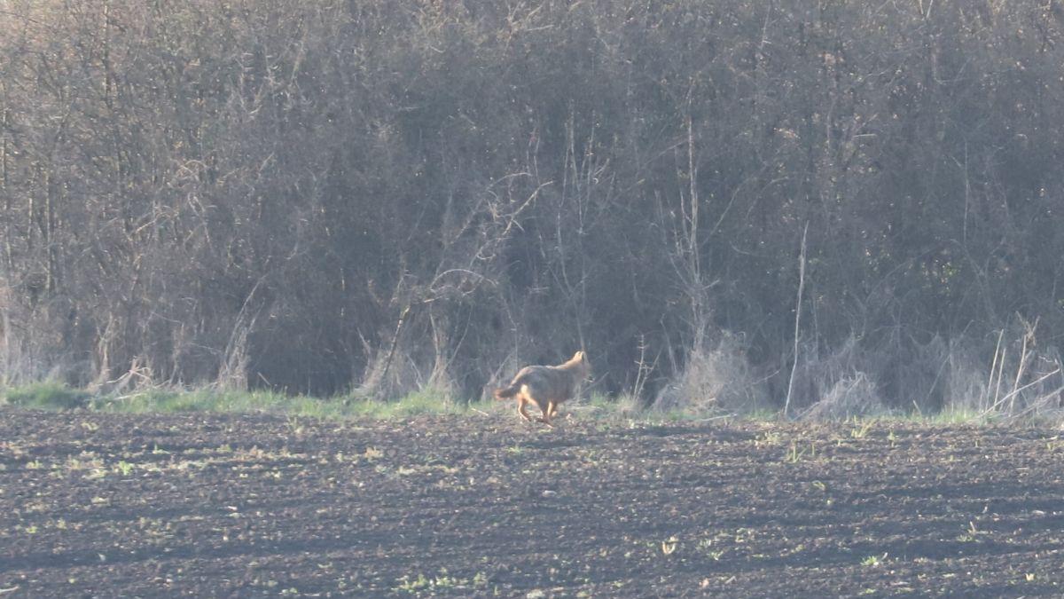 Animal sălbatic rar și periculos, surprins la doar câțiva kilometri de Alba Iulia