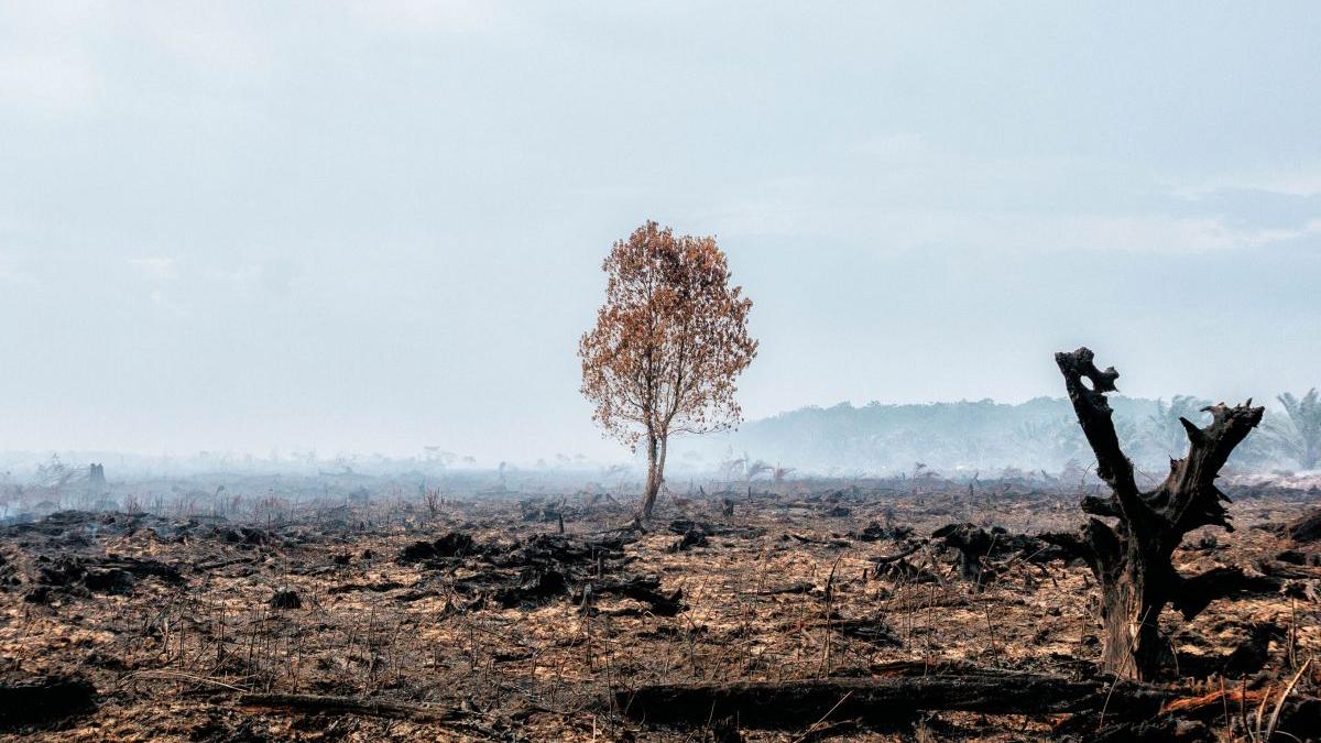 scorched terrain