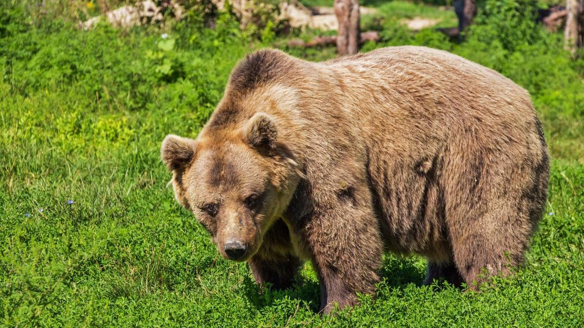 Urşii din Harghita au atacat din nou! Un bărbat a fost salvat de la moarte de mai mulţi ciobani