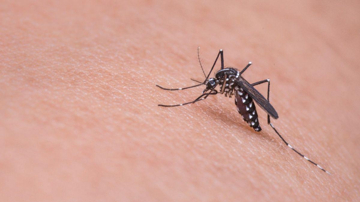 Alertă din cauza țânțarilor purtători ai virusului West Nile, în Capitală