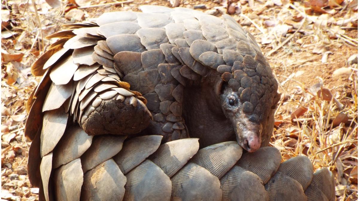 pangolin