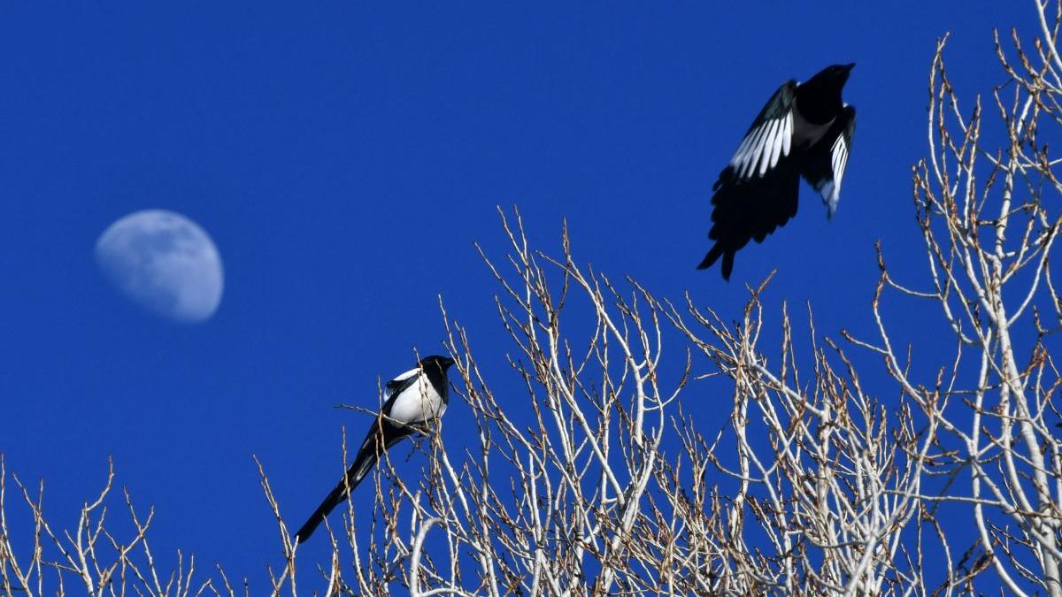 Magpie