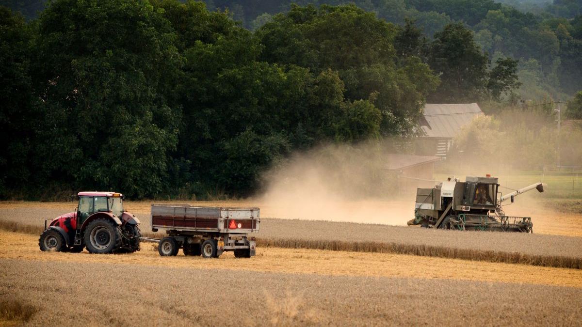 Wheat crop