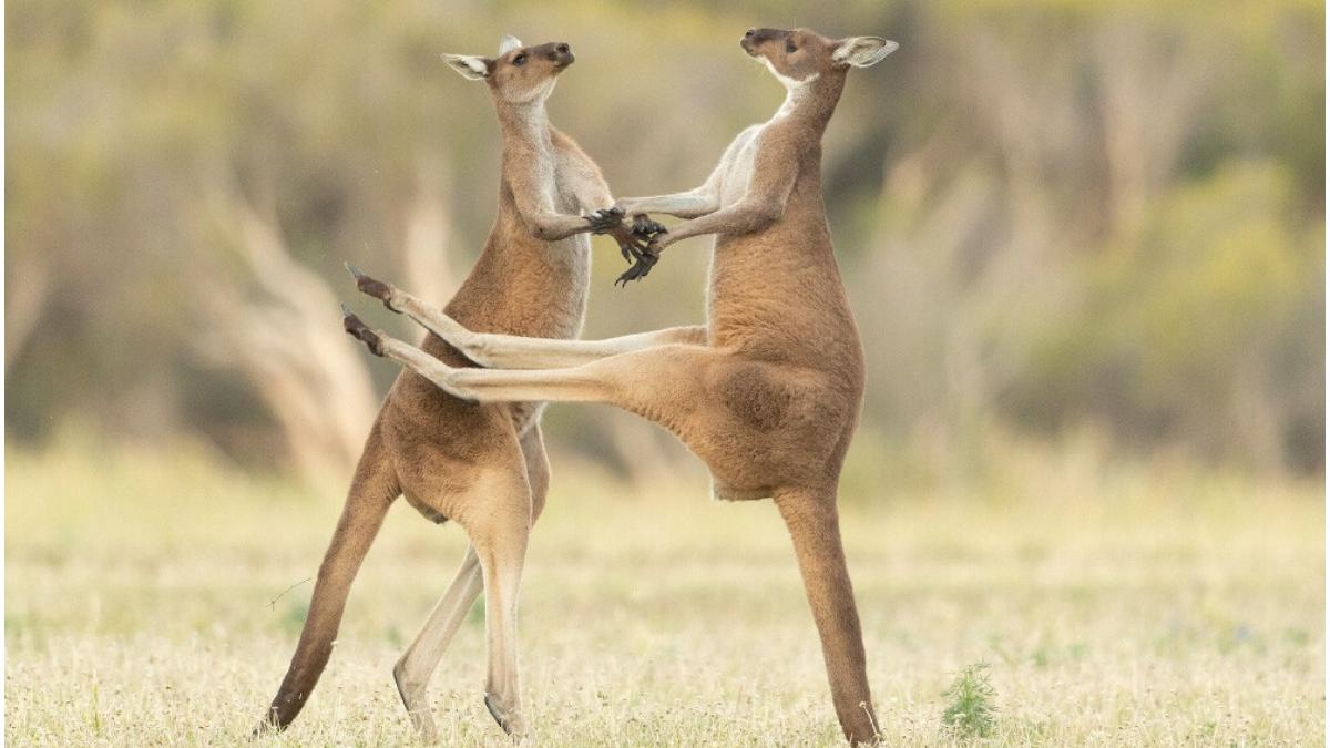 Comedy Wildlife Photo Awards 2021