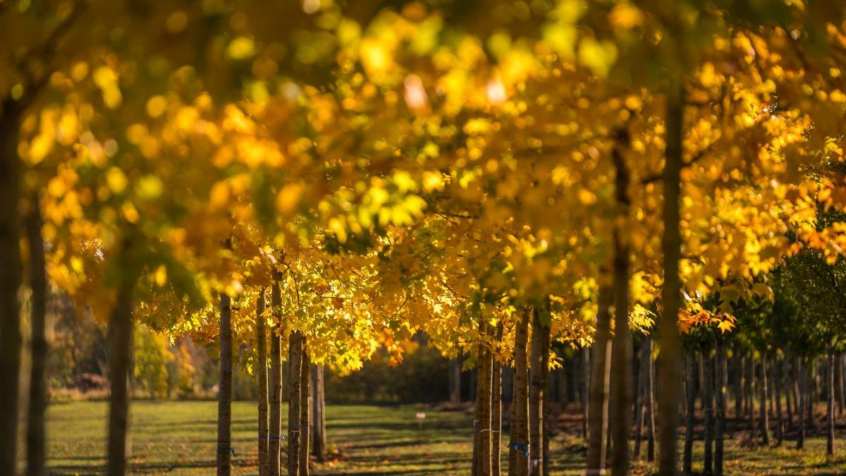 Temperaturi de vară la început de toamnă. Prognoza meteo pentru următoarele patru săptămâni