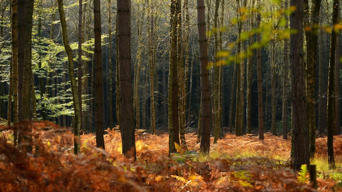 Cum va fi vremea în luna octombrie. Prognoza meteo pentru următoarele 4 săptămâni