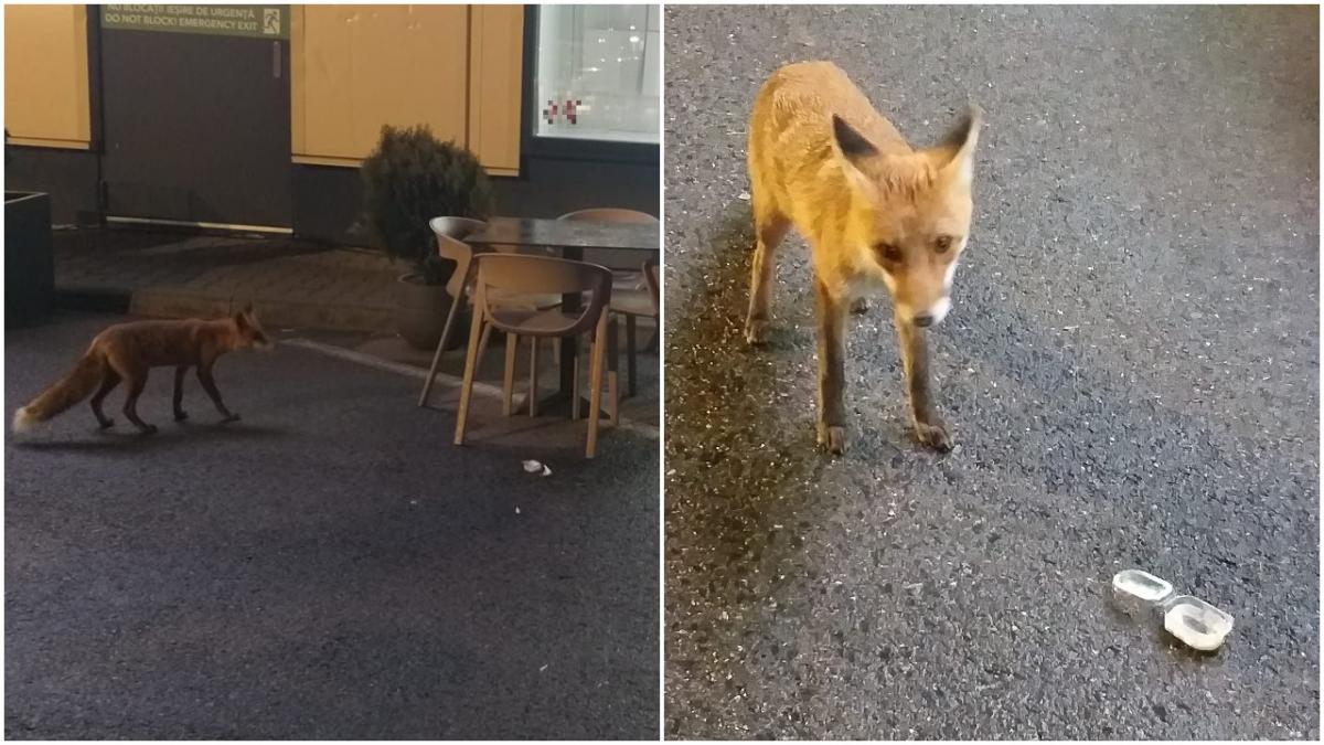 Imagini virale cu o vulpe! Animalul sălbatic, surprins la terasa mall-ului din Deva