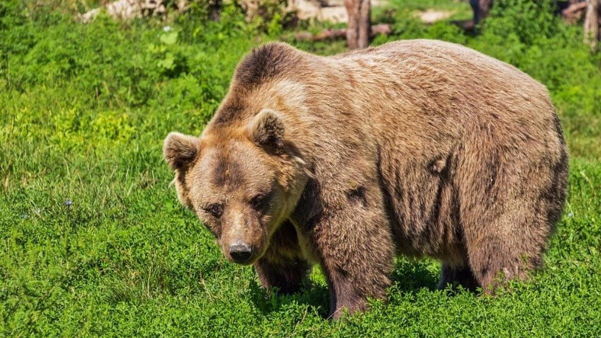 Bărbat atacat de urs, în timp ce se afla pe câmp din judeţul Sibiu. A fost transmis un mesaj Ro-Alert