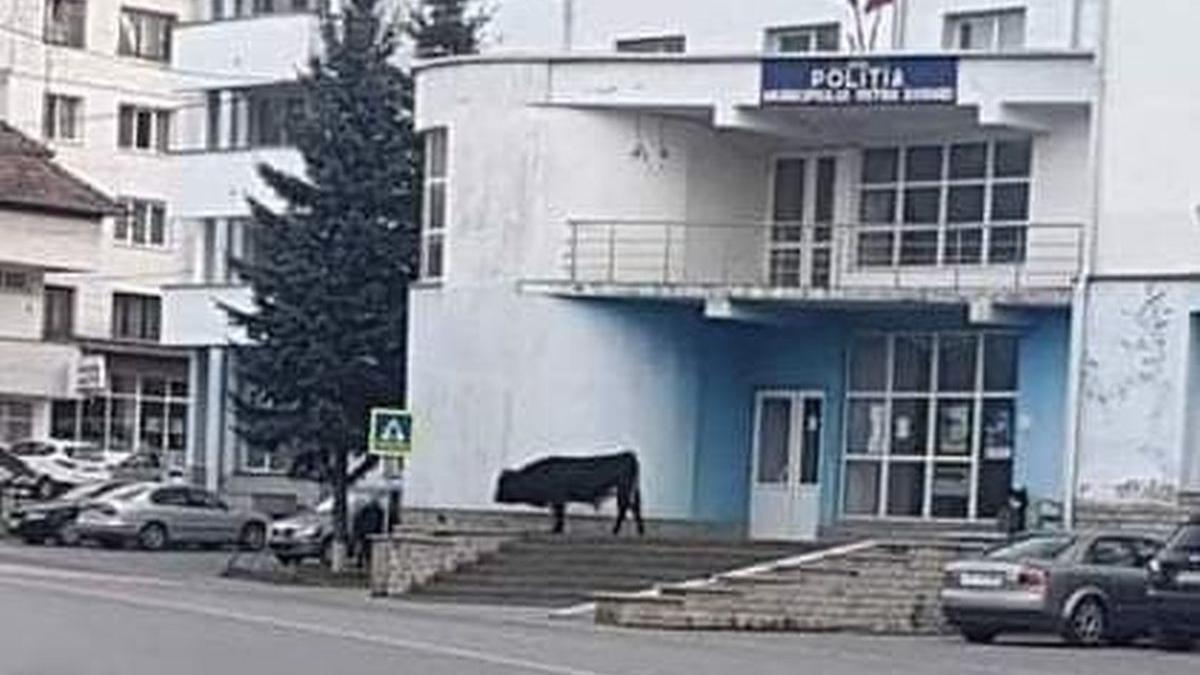 vaca intrare sediu politie vatra dornei