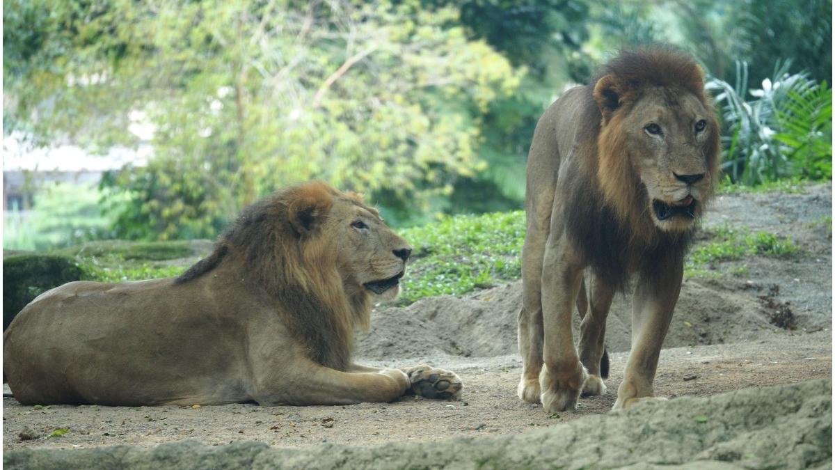 lei, gradina zoologica Singapore