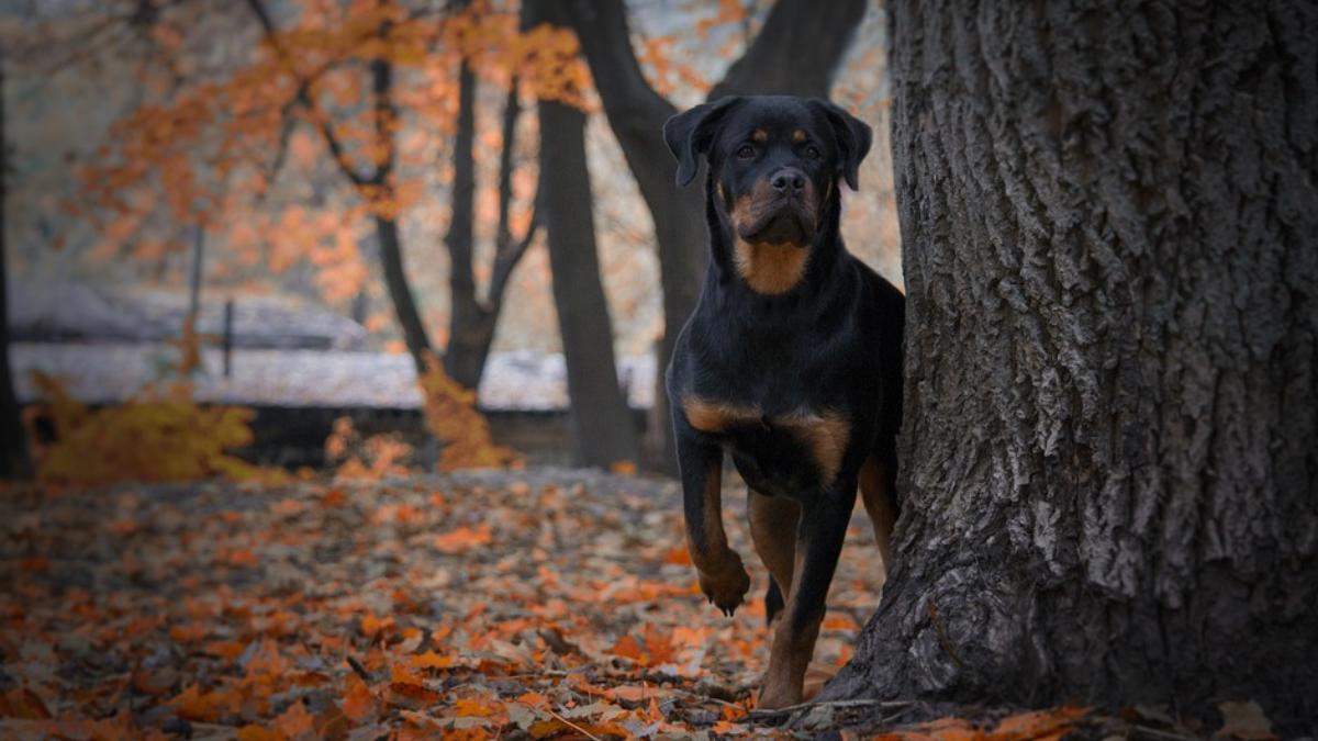 rottweiler