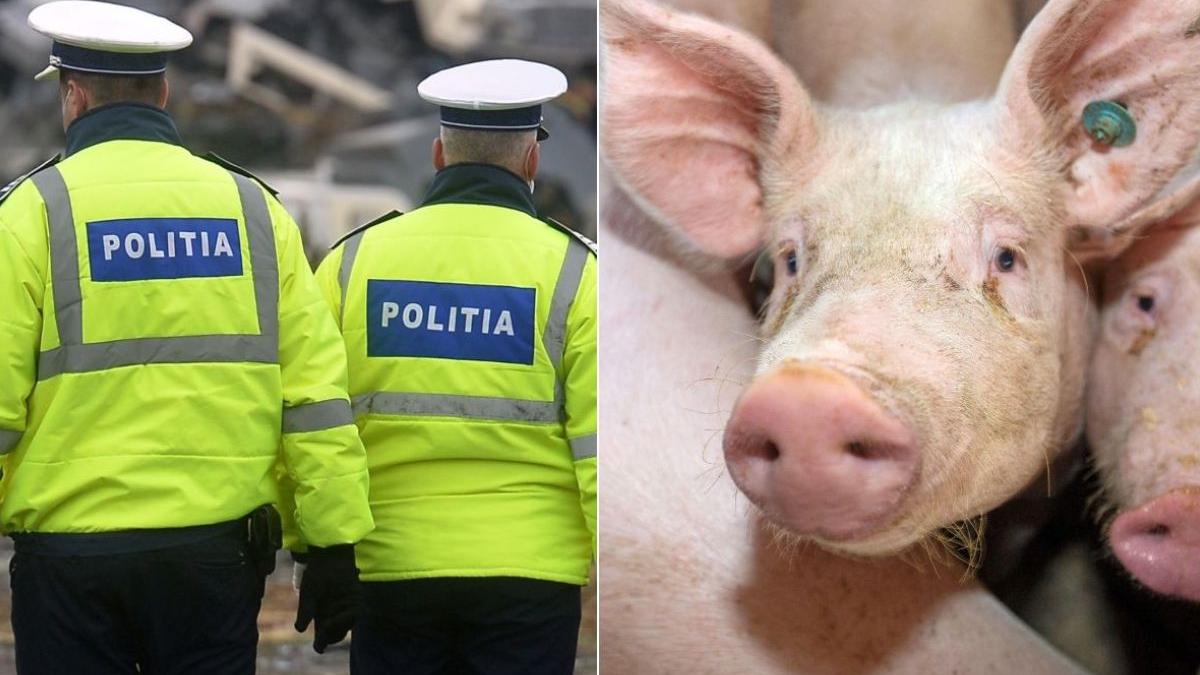 politisti giurgiu porci craciun