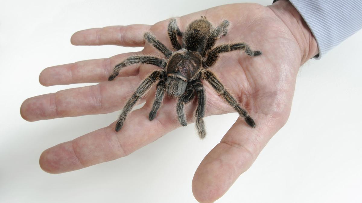 tarantula
