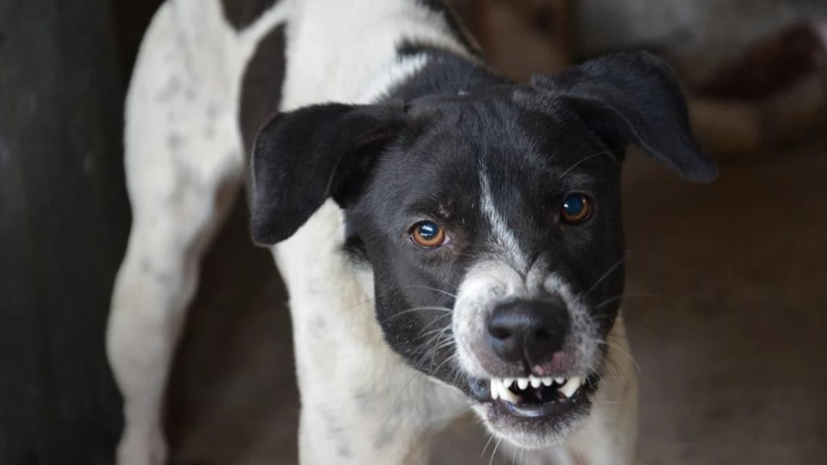 Copil de 6 ani, mort după ce a fost sfâșiat de un câine, la Constanța