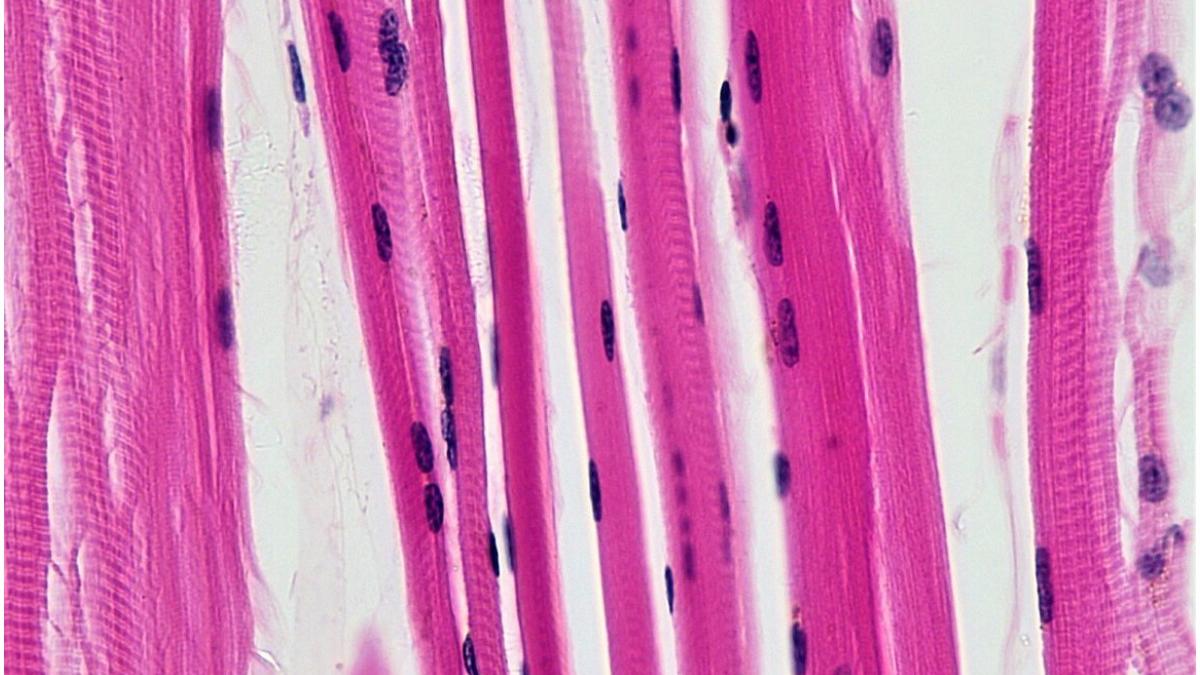 muschi microscop