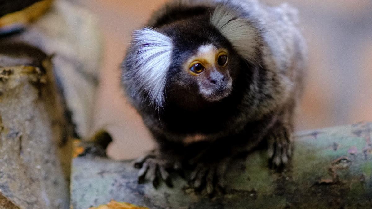 Maimuta din specia Marmoset