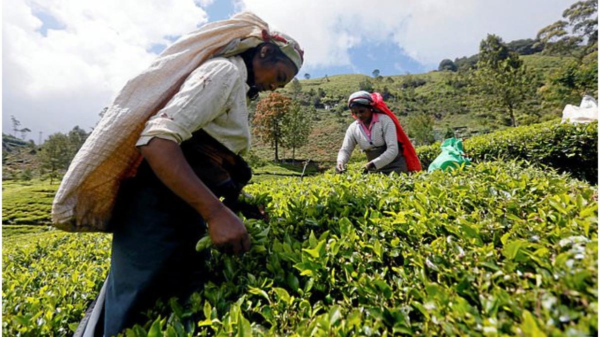 Sri Lanka femei ceai