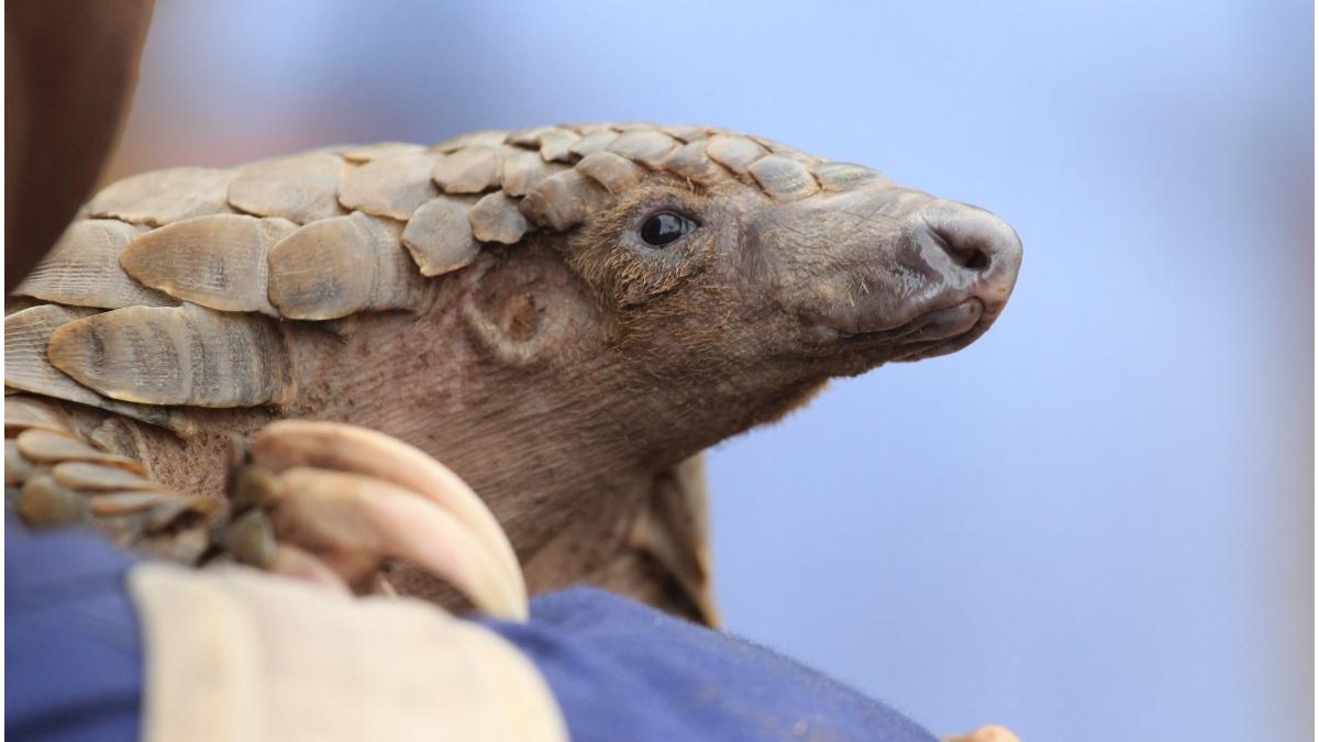 pangolin