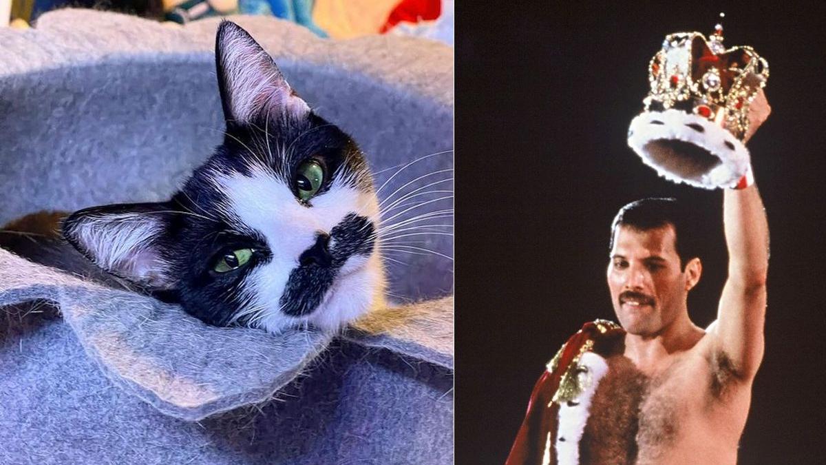 Mostaccioli si Freddie Mercury