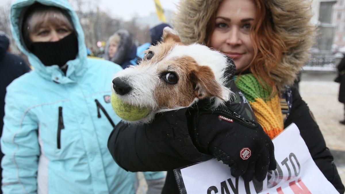 animale de companie