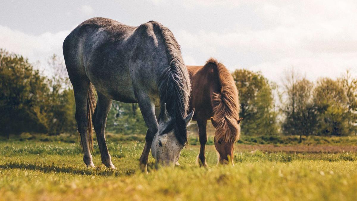 romania derogari intrarea specii animale ucraina