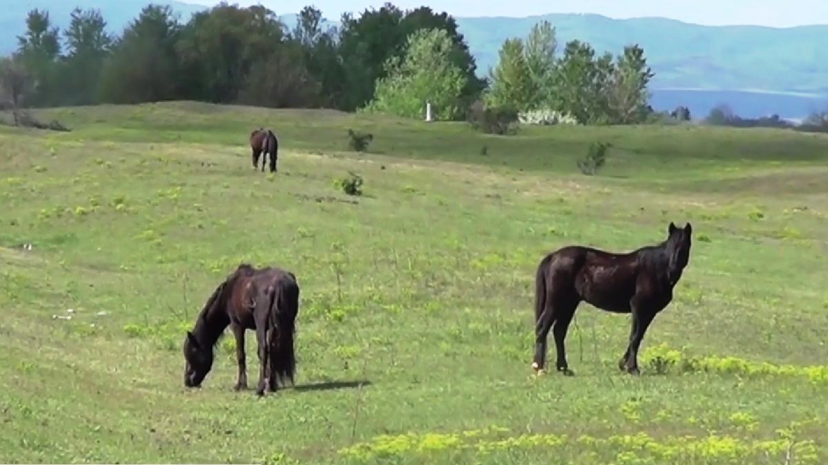 VIDEO: Insula Ostrov, paradisul cailor sălbatici | Antena 3