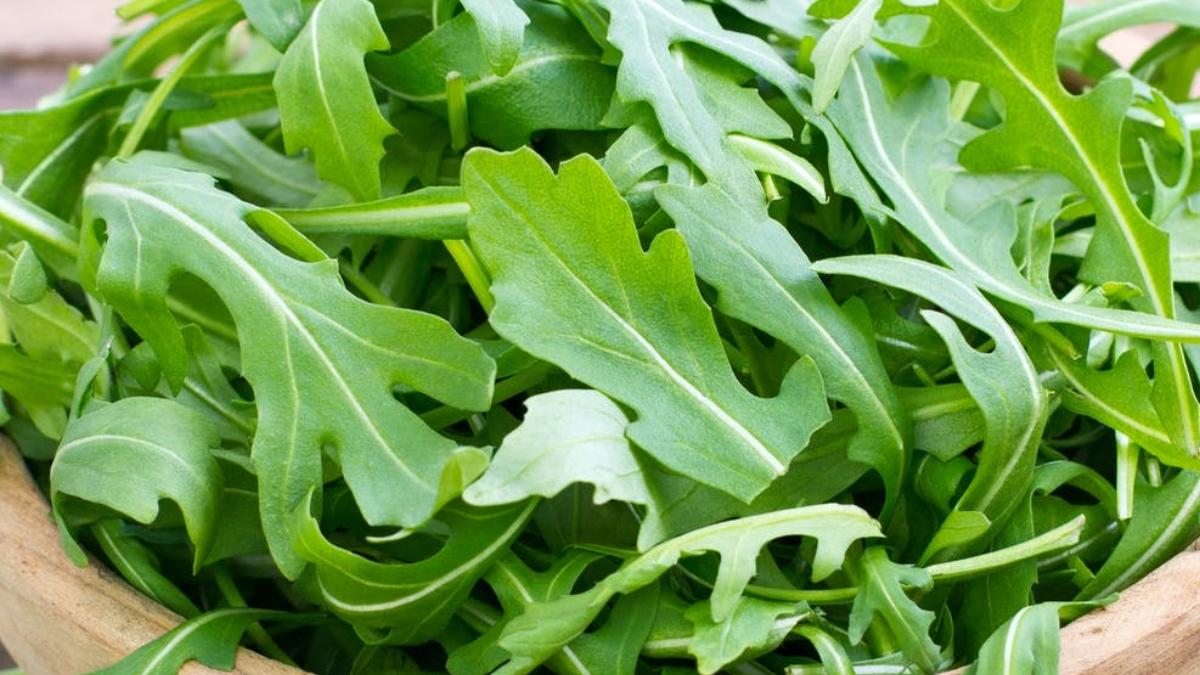 rucola