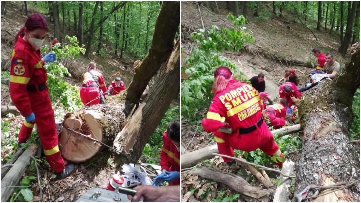 sibiu padure jina copac cazut