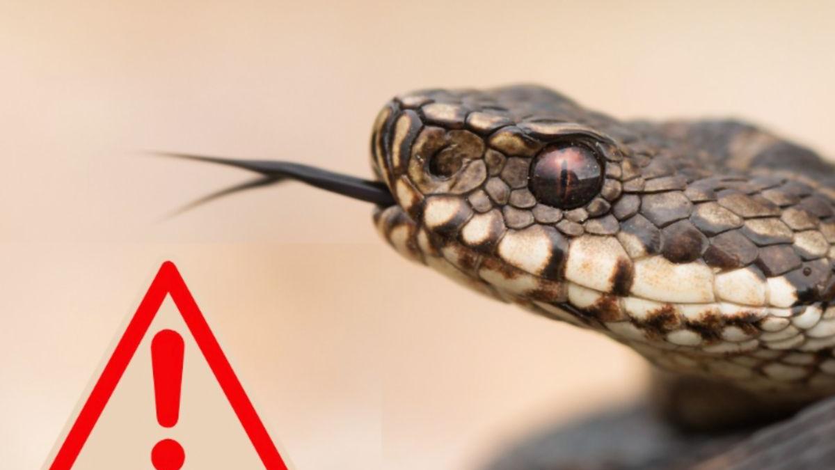 vipera