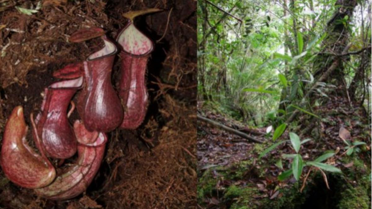 Nepenthes pudica