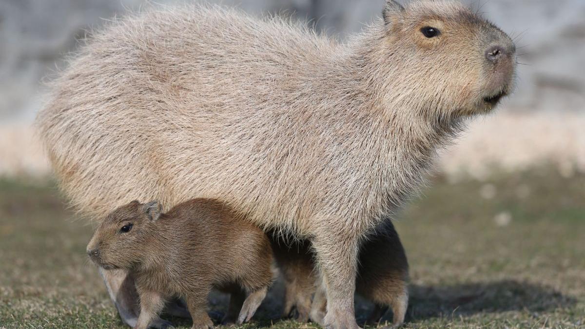 ce este capybara trend