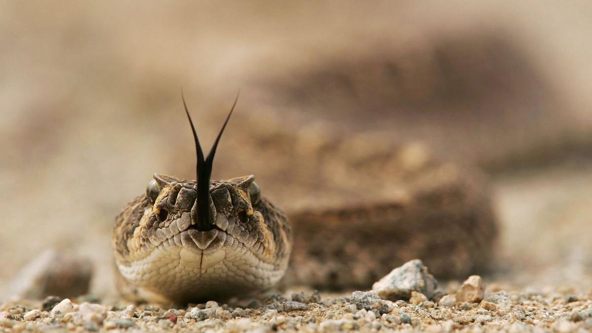 Ce se întâmplă în organism atunci când ești mușcat de un șarpe veninos: ”Nu e ca în desenele animate, să te zbaţi de două-trei ori şi apoi să mori!”