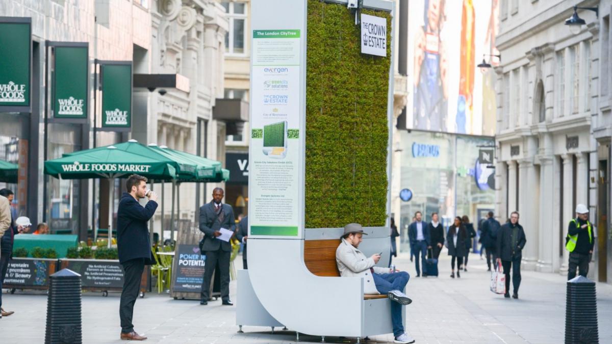 brasov copac inteligent city tree