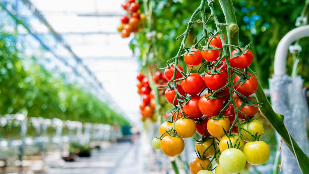 sfaturi utile de care sa tii cont cand vrei sa pui pe picioare o afacere in agricultura