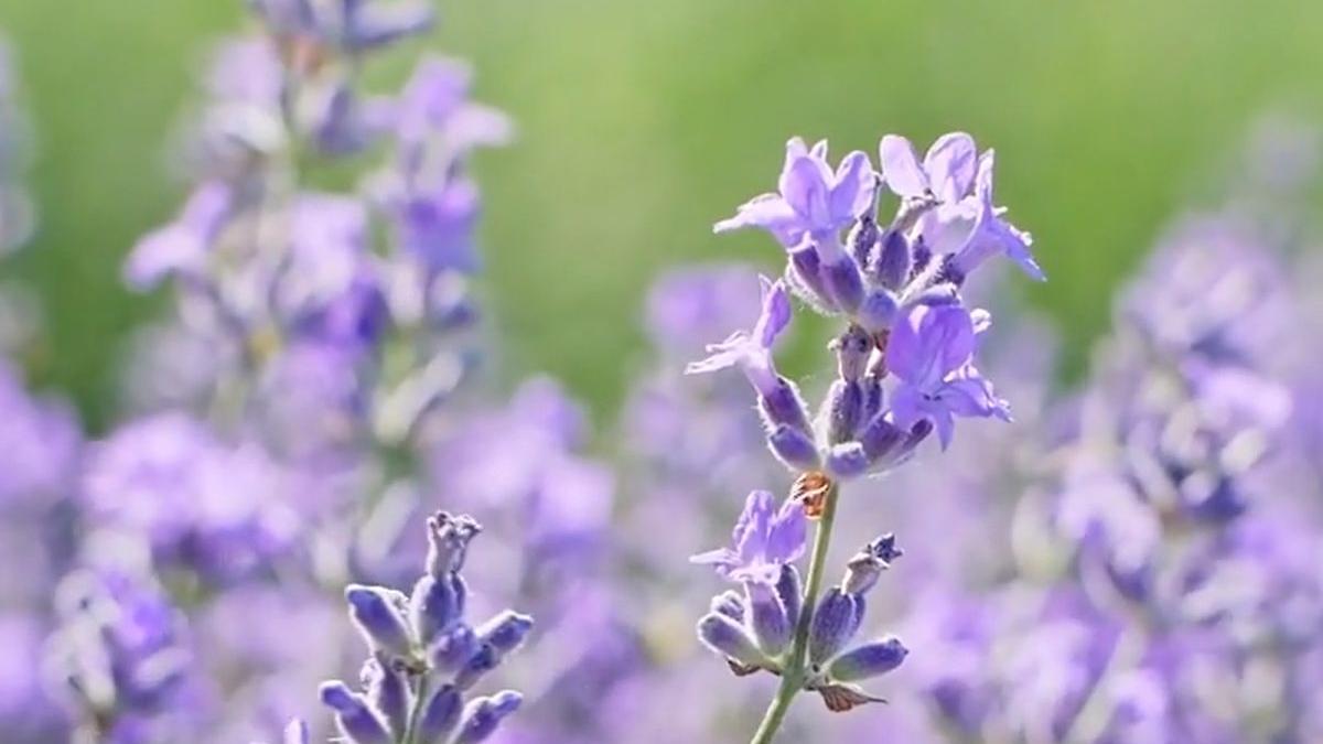 top 3 cele mai parfumate flori din gradina de vara