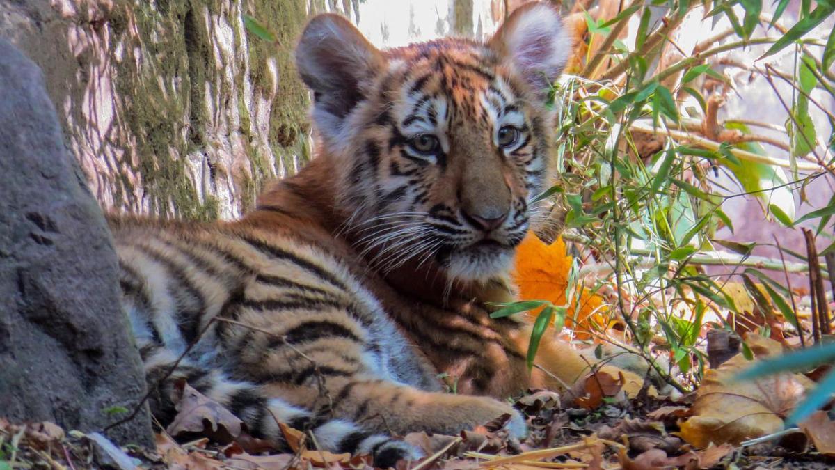 tigri siberieni gradina zoologica oradea