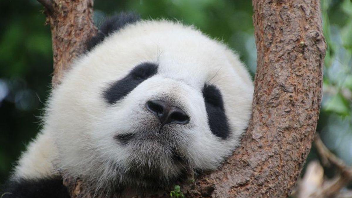 panda