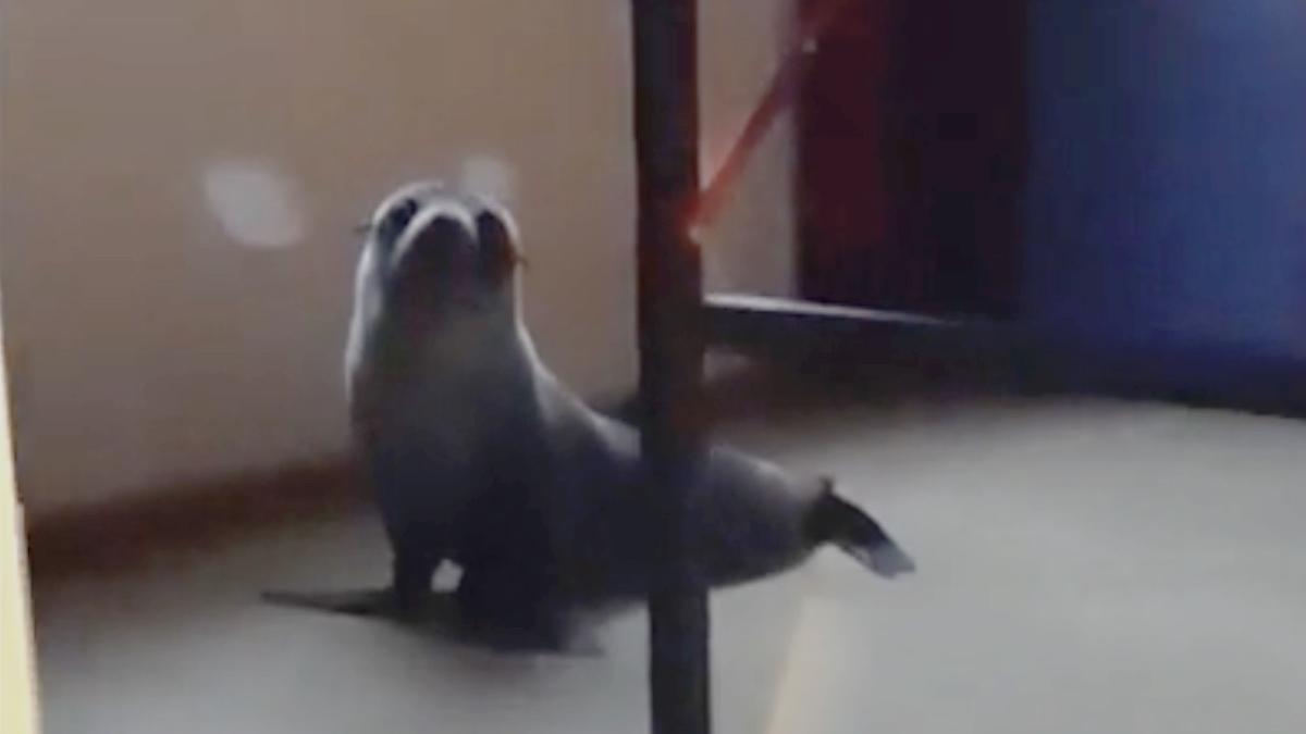 pui foca viral intrat casa noua zeelanda