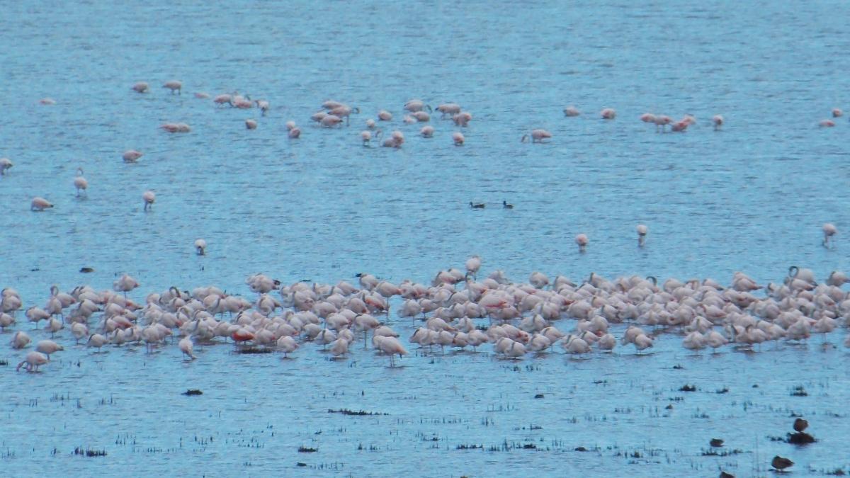 sute flamingo lac gorovita jurilovca pasari razboi