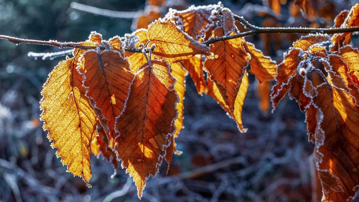 Temperaturile coboară până la 0 grade în unele zone ale țării! Prognoza meteo pentru următoarele două săptămâni