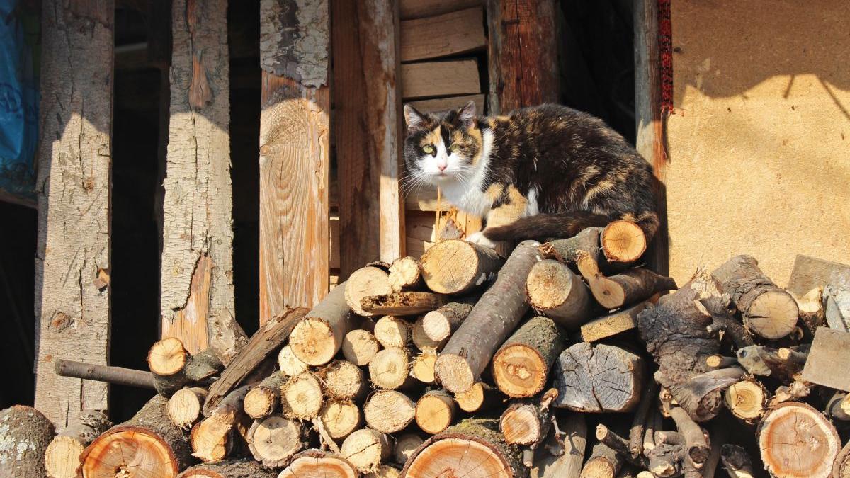 plafonare pret lemne de foc