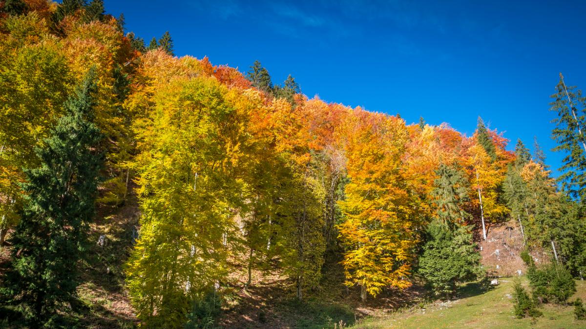 Toamnă cu temperaturi de vară! Ziua în care se vor înregistra 32 de grade Celsius