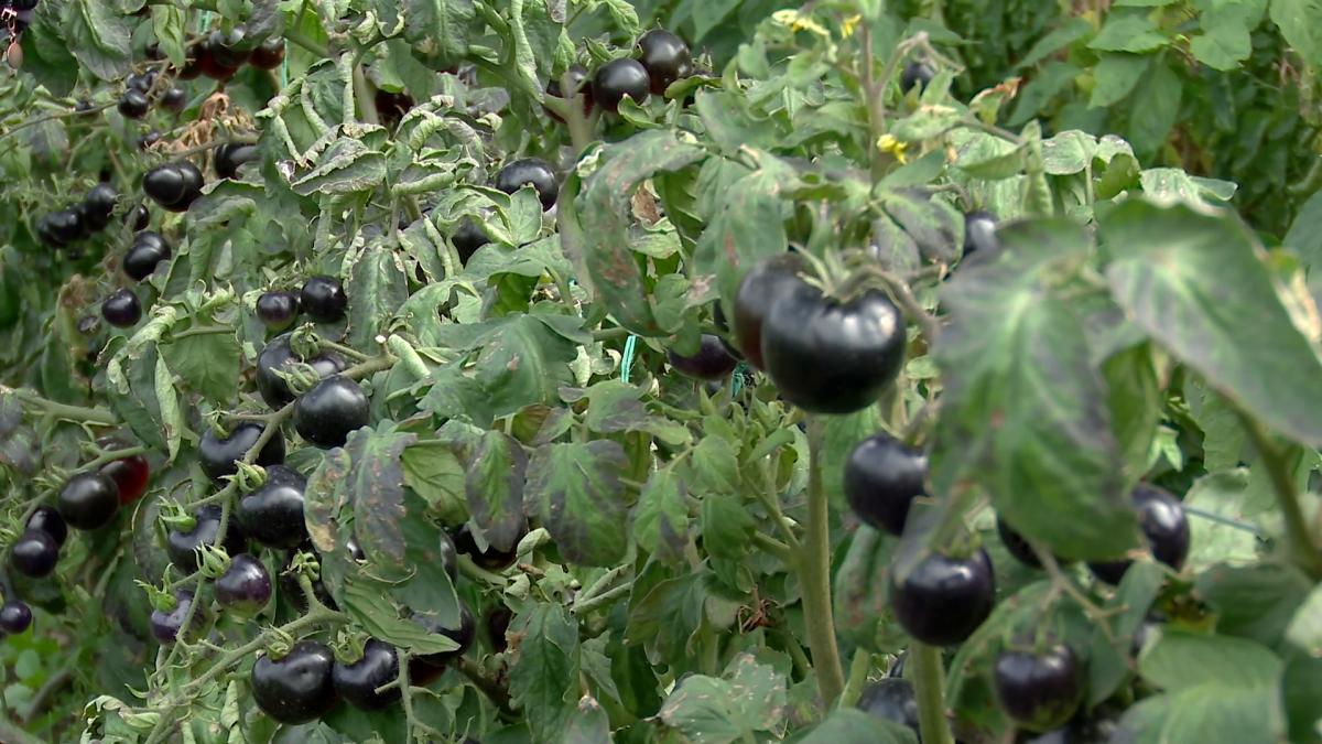 tomate-negre-romanesti