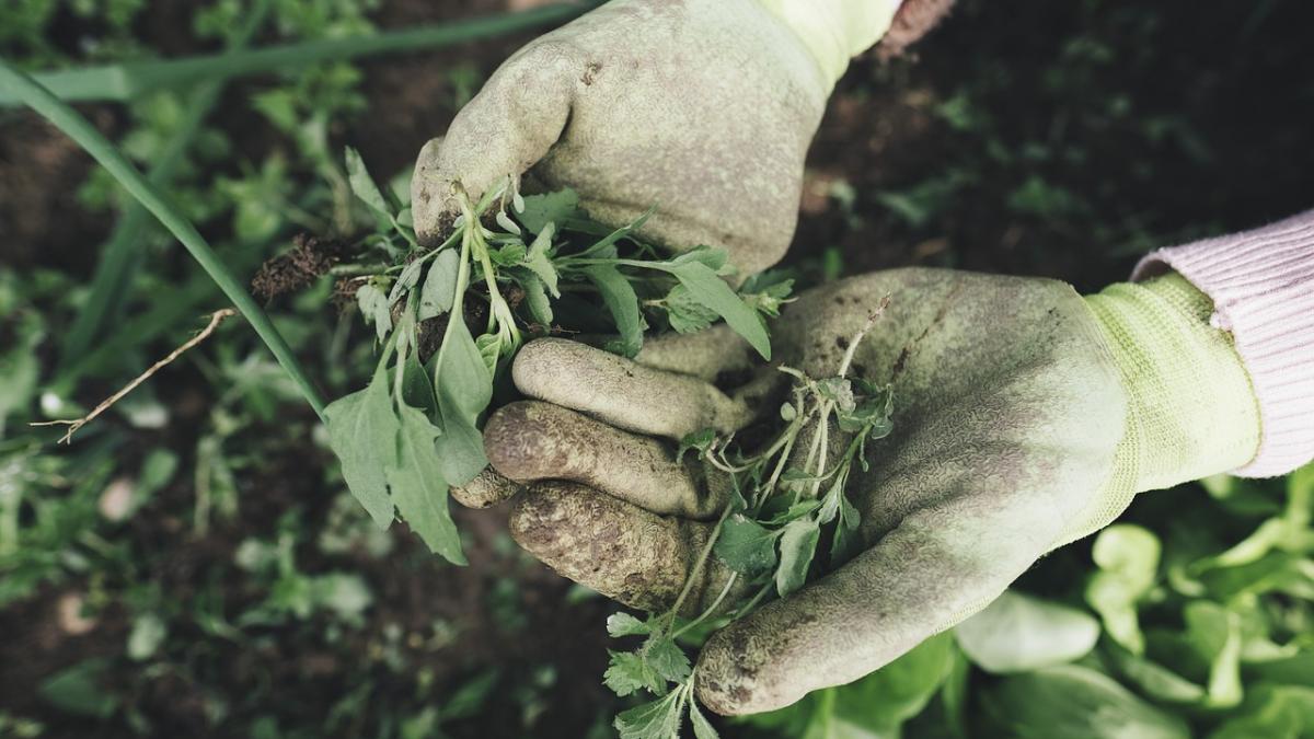 gardening-g1df59637d_1280