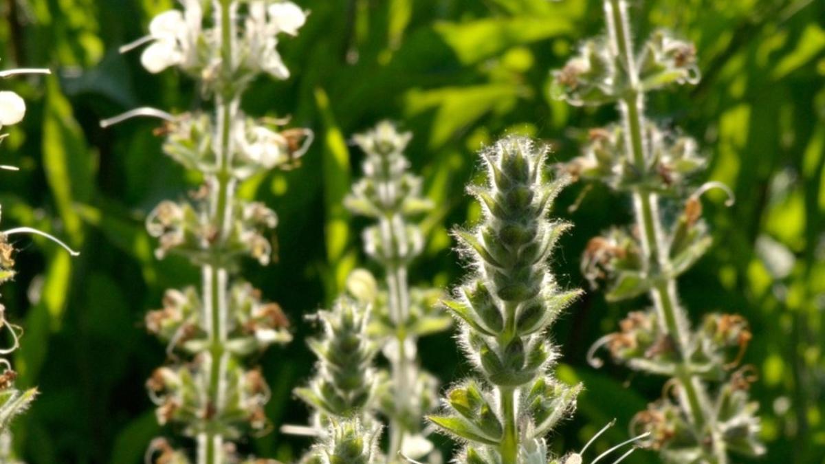 salvia austriaca