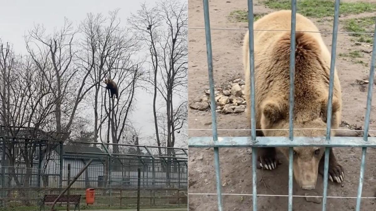 pui urs gradina zoologica radauti