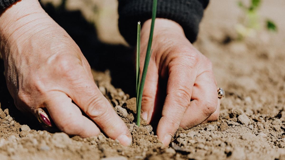 inchisoare amenzi fermieri ratamente fitosanitare culturi romania sanatate alimentara