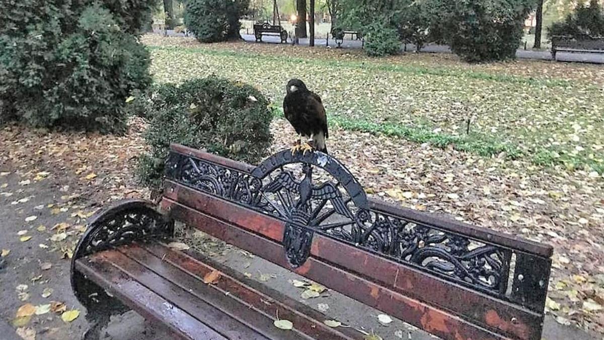 ciori parcul cismigiu pasari prada